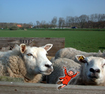 Schaapjes